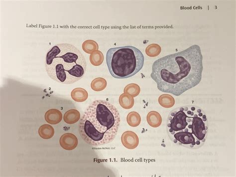  If john has O positive blood, he will have which of the following antibodies in his blood. Anti A and anti B. A positive blood can receive blood from everyone but. AB positive. AB negative blood can give to. People with type AB positive. Study with Quizlet and memorize flashcards containing terms like Blood component that is a complete cell ... 